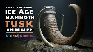Nearly 600-pound ice age mammoth tusk discovered in Mississippi