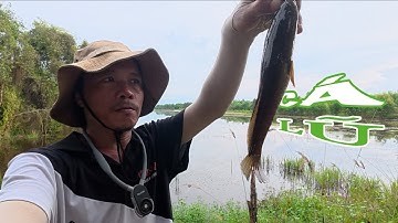 Câu lure cá lóc lũ Thủ Thừa || Lần đầu trải nghiệm câu lũ 2025