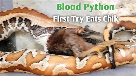Blood Python First Try Eats Chik ! Documentary About Live Feeding