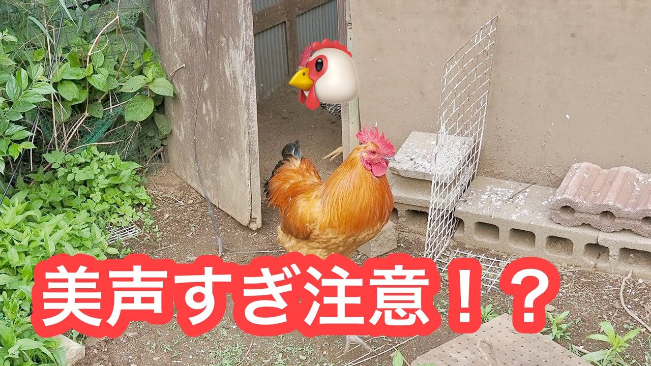 New member here! Piyo-chan with the soothing voice? - YouTube