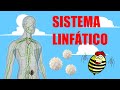 📗El increíble funcionamiento del SISTEMA LINFÁTICO 🩸📗