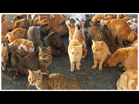 cat eating asmr chicken food | starving cats eating raw chicken asmr | Petomat ASMR