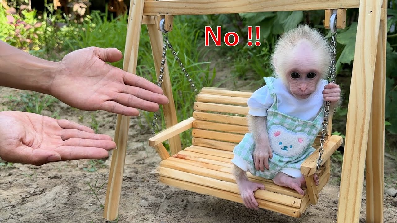 почему детеныш обезьяны Сюка так зол на своего отца?