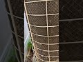 Dryer Vents Blowing on AC Condensers is a Problem. #DryerVent #AC #HVAC #ACMaintenance #callairlife