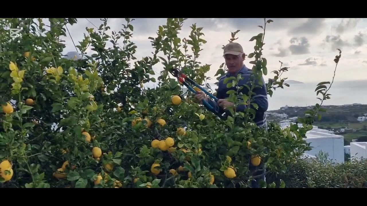 ΠΩΣ ΚΛΑΔΕΥΩ ΤΗΝ ΛΕΜΟΝΙΑ