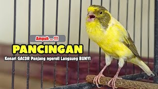 Suara PANCINGAN Kenari GACOR Ngerol Panjang - Masteran KENARI PAUD Belajar Bunyi Ngeriwik