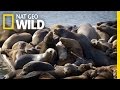 Sea Lions of San Francisco | United States of Animals