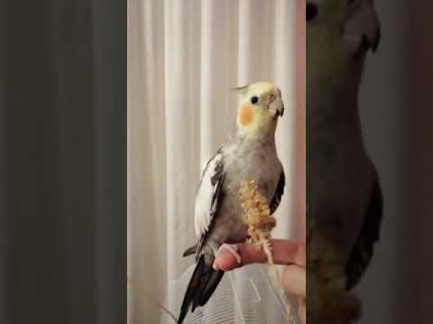 Video: Si Të Përcaktoni Moshën E Një Papagalli Cockatiel