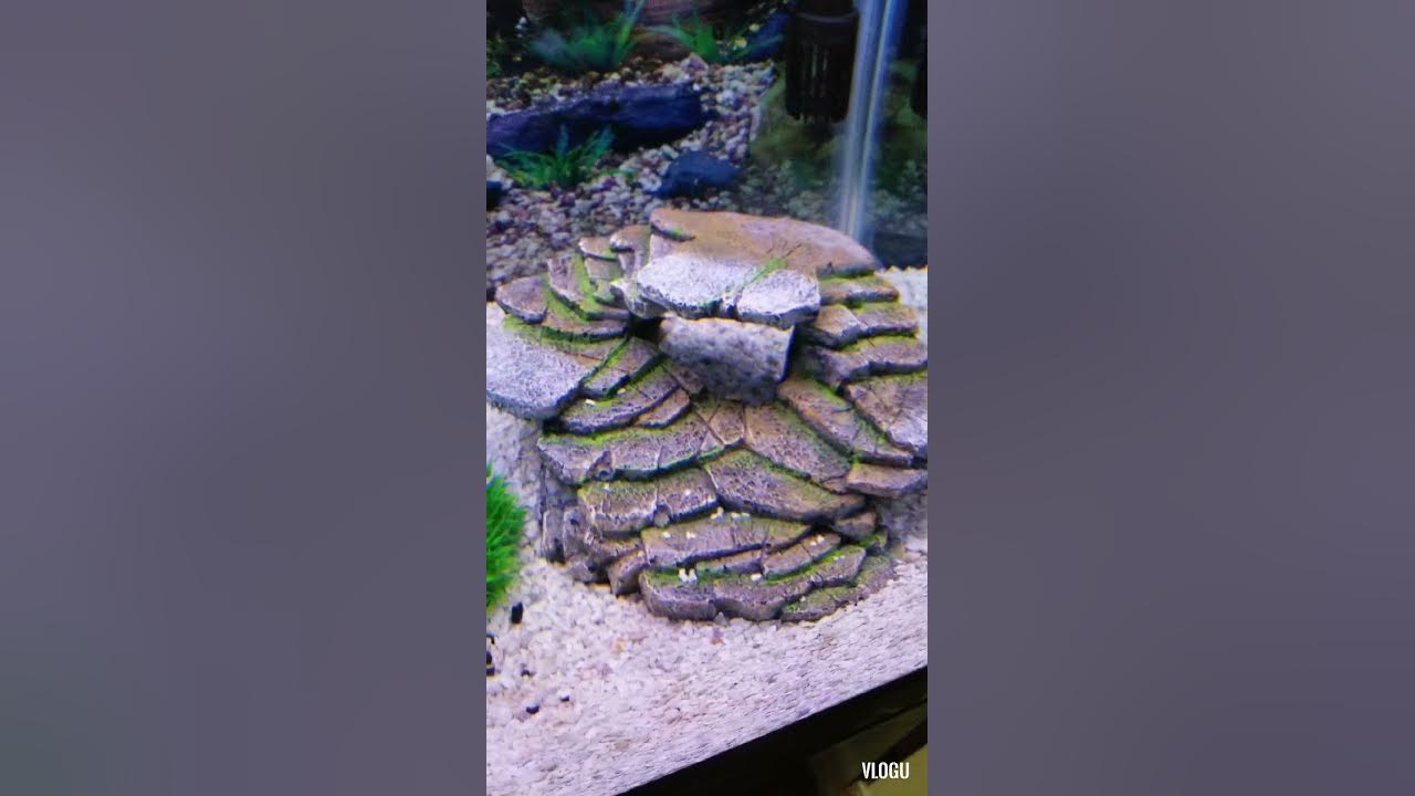 The Cichlids are picking food between crushed coral. YouTube