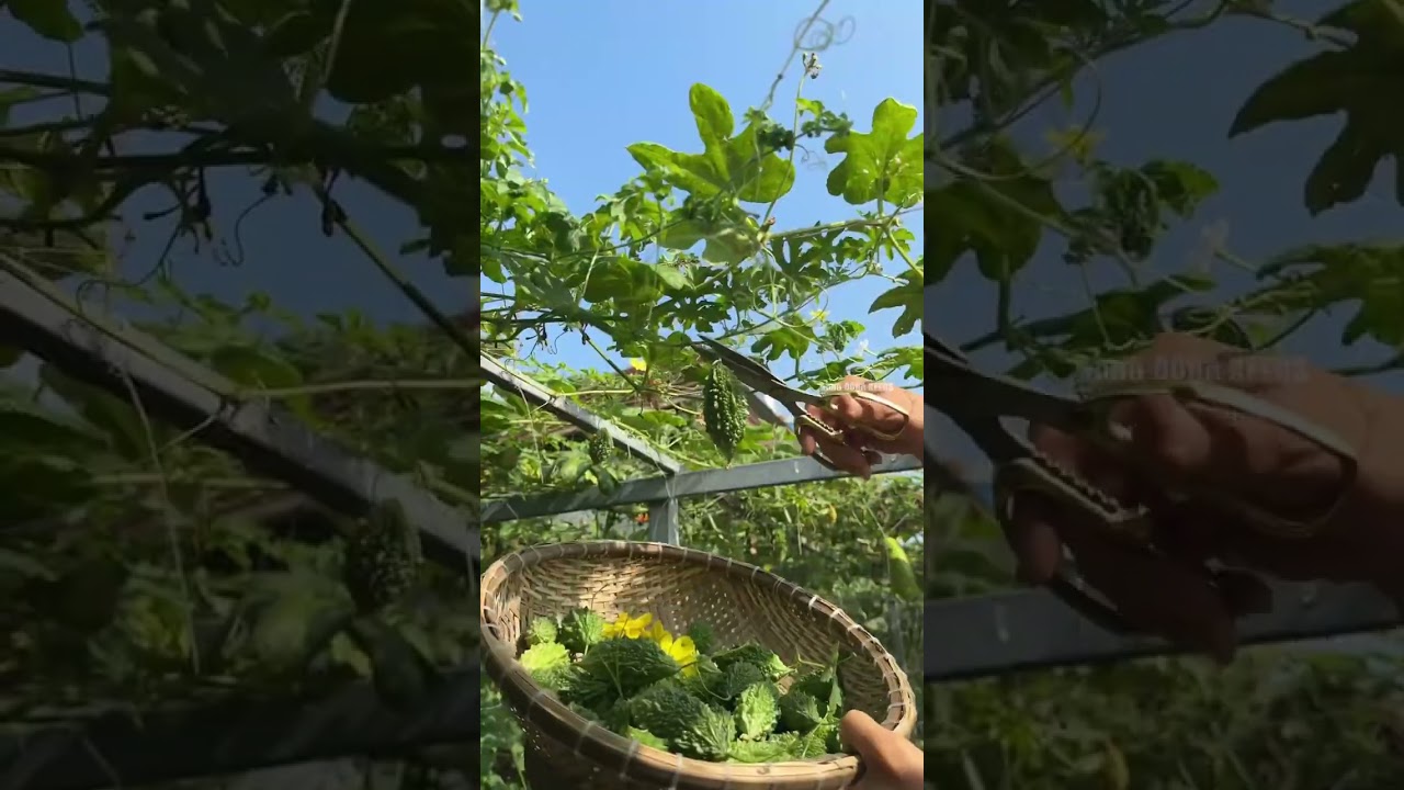 Khổ qua rừng - Rạng Đông seeds #hatgiongrangdong #rangdongseeds