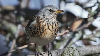 The song of the Fieldfare - Bird Sounds | 10 Hours