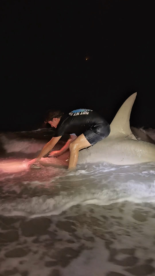 Florida Man Wrestles Hammerhead Shark ! - YouTube