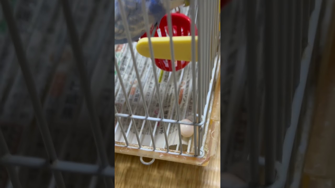 インコちゃんと産みたてほやほやの、つやつや卵