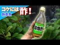水草のコケには酢が効果的！