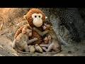 Abandoned Baby Monkey Bonds with a Stuffed Toy Like It’s His Mom 🐒🧸