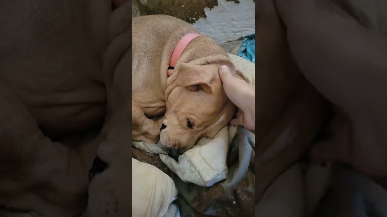 Ellie belly and Elliot are sleeping  comfortably