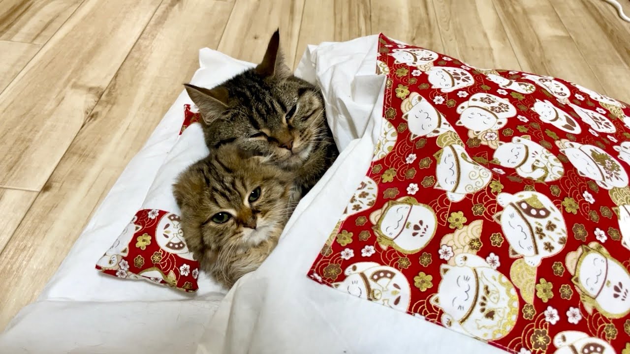 お兄ちゃん猫が大好きすぎる子猫 肉球ドットコム 299 Com