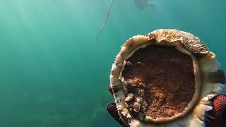 ABALONE, how to catch and cook.