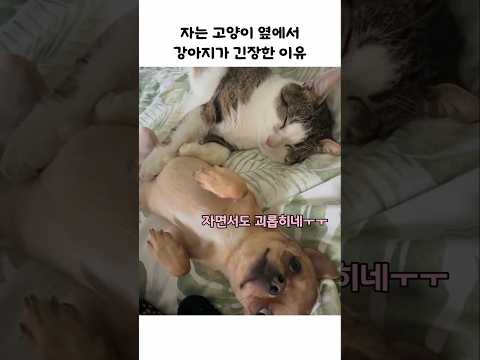 고양이는 자고 있는데 강아지만 식은땀 thumbnail