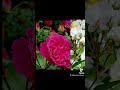 Roses, Regent's Park, London May 2024