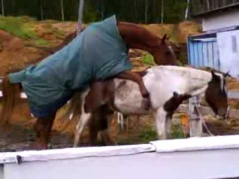 Video: Frieser Hesteavl Allergivenlige, Sundhed Og Levetid
