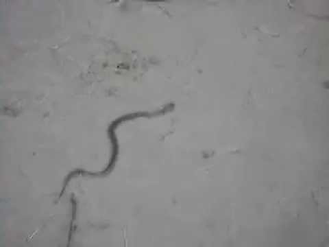 video to gif Running Snake-Non Venomous Snake