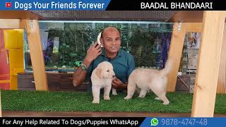 Golden Retriever Dog | Diet & Care Tips | Puppy & Adult Dog | Baadal Bhandaari