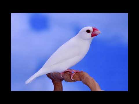 Chant du padda de java - Padda singing
