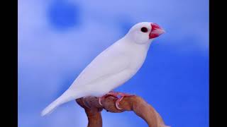 Chant Du Padda De Java - Padda Singing