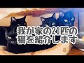今年もありがとうございました！我が家の21匹の保護猫を紹介しますね！