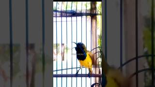 Terapi sogon Nembak #bankkicau #birds #sogon