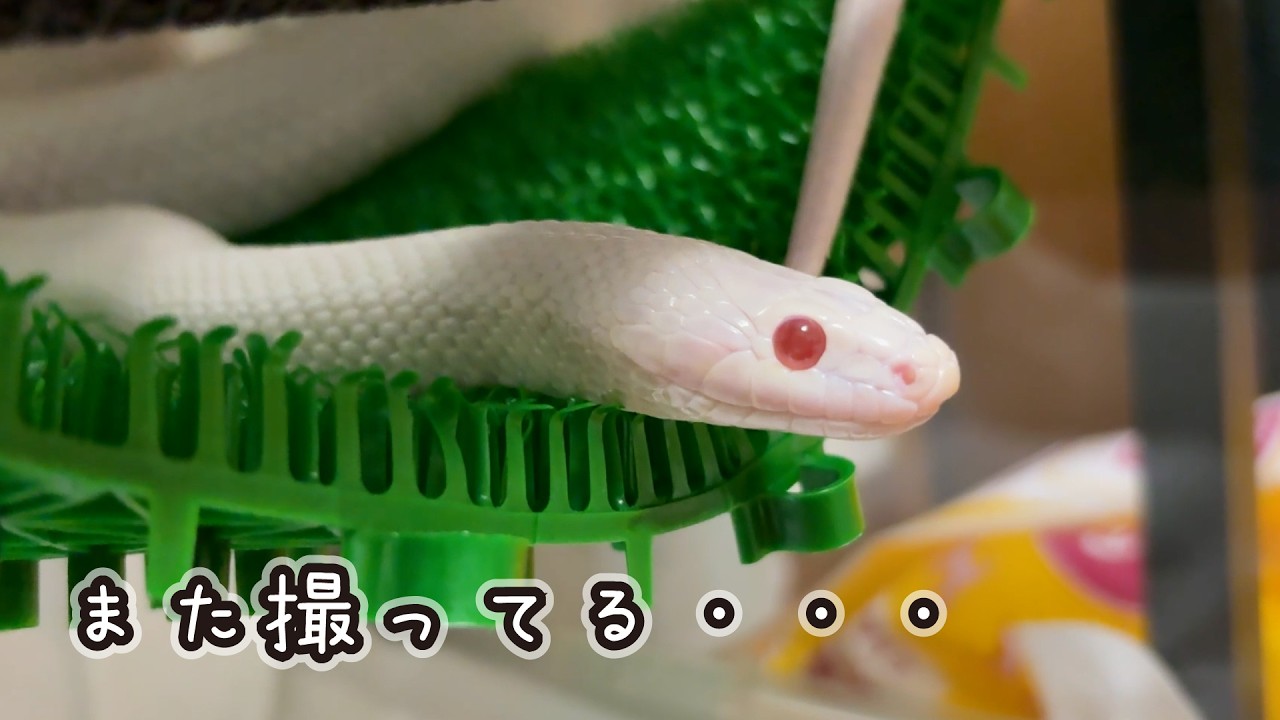 ただ動いてるだけなのに目が離せない白蛇【コハクさん】