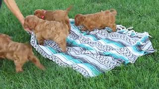 Cavapoo Puppies For Sale