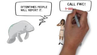 Manfred Manatee Ep. 15 - Manatee Rescue