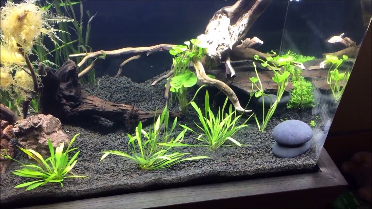 freshwater fish for 40 gallon tank