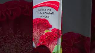 Целозия гребенчатая - тореадор. (Celosia cristata).💐 #flowerworld #цветы #flowers