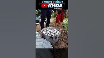 đổ dớn mùa lũ hàng trăm kí cá #hanhtrinhkhoa #angiang #mientay