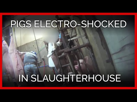Pigs Electro-Shocked in Slaughterhouse