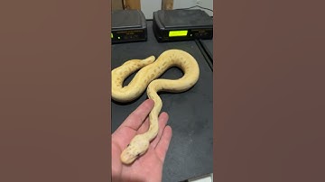 Pastel banana clown ball python