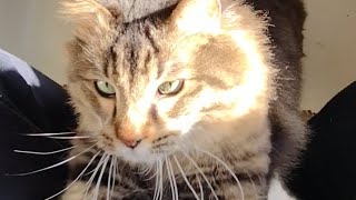 Marble gets lots of petting #cat #catvideos