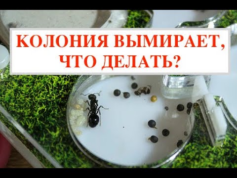 МУРАВЬИ ПОГИБАЮТ, ЧТО ДЕЛАТЬ? КАК ПОЧИСТИТЬ ФОРМИКАРИЙ.  КАК ВОССТАНОВИТЬ КОЛОНИЮ.