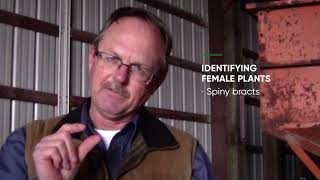 Keys to Identifying Palmer Amaranth