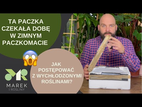 Wideo: Jak Postępować W Danej Sytuacji