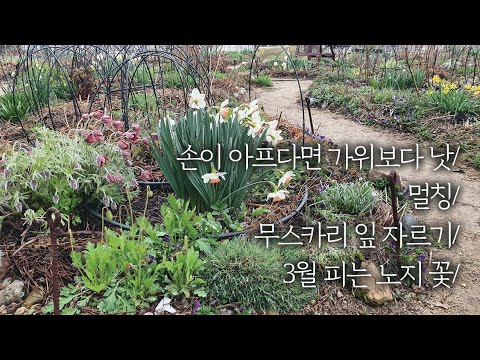 초봄 정원 할일/가위보다 낫/멀칭/무스카리 잎 자르기/3월 피는 꽃(노지월동)/봄 정원 할일/3월 꽃/초봄에 피는 꽃/봄정원가꾸기/3월 정원 할일/무스카리키우기/낫 사용