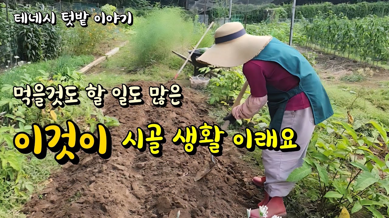[미국 테네시] 🌱 아직도 풍성한 여름작물 수확하고 배추 감자 파종 했어요 #farming #시골생활 #수확 #파종