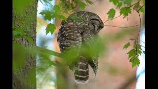 Barred Owl preens before 'bedtime' in 4K by Birdy Photography 77 views 3 weeks ago 24 seconds