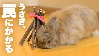 うさぎ様が飼い主の凶悪なトラップにかかってしまうNo.257