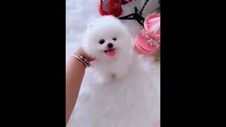 Pomeranian dog's lovely face and soft fur attracts the online community,#pomeranian screenshot 2