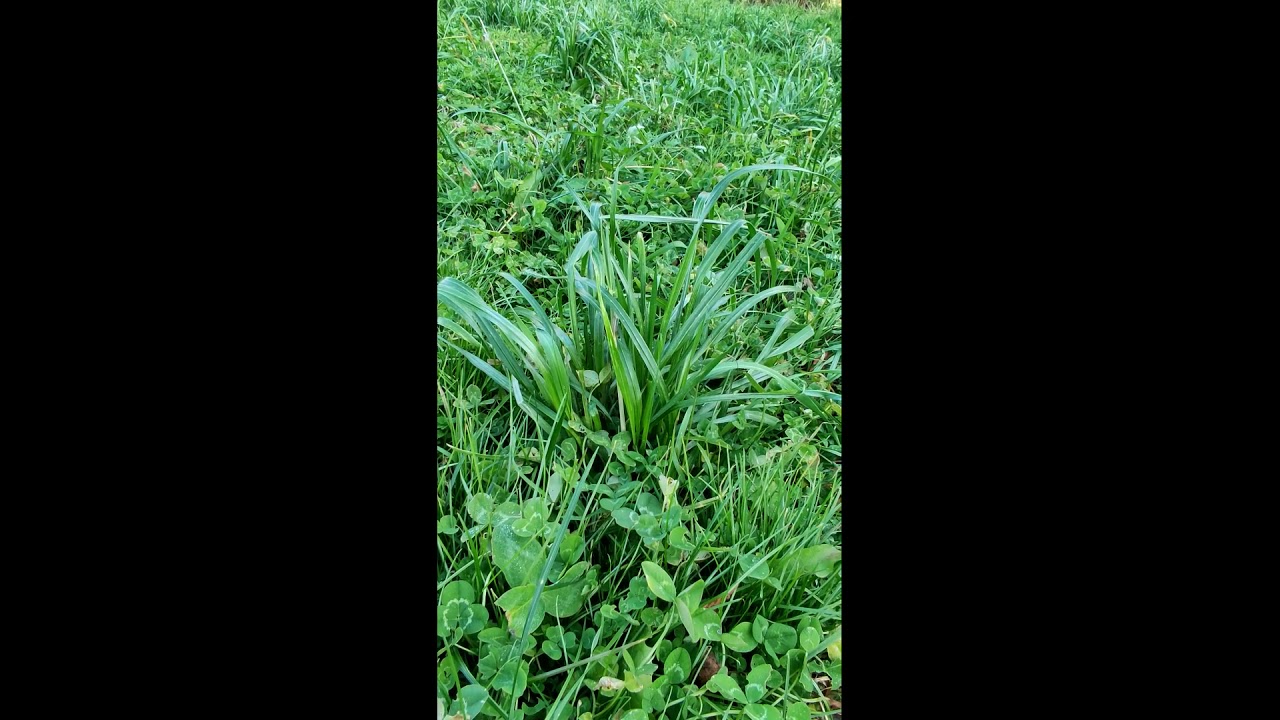 Как посеять газон ч2 - YouTube