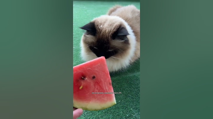 Можно ли котикам есть арбуз?